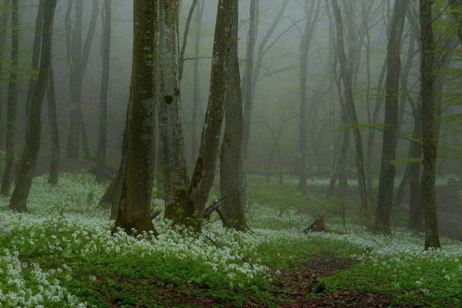 весна туман лес утро, Александр Жарников