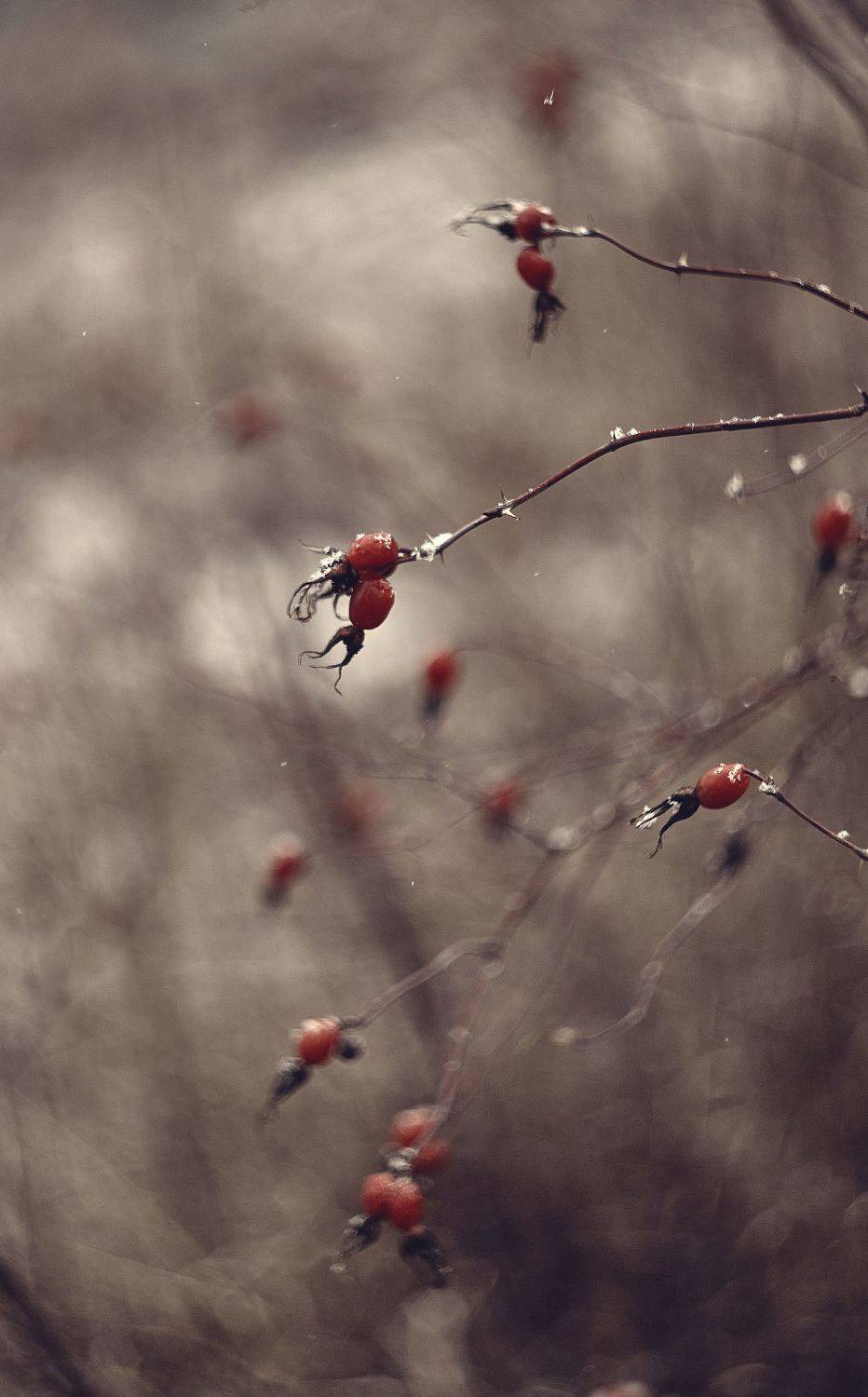 , Лисаускас Илья