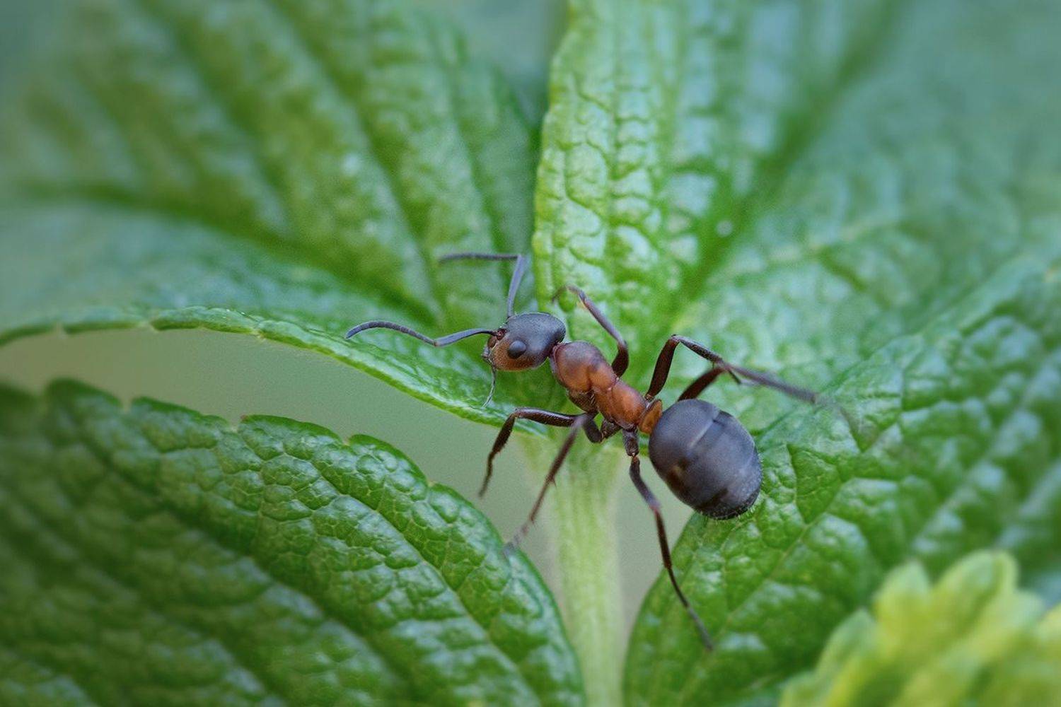 макро, лесной муравей, муравей, macro, ant, Хилько Марина