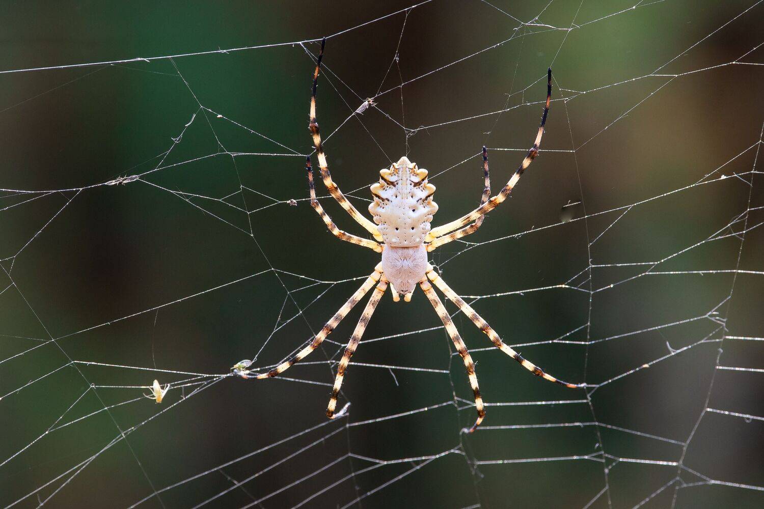 volgograd, russia, wildlife, Argiope lobata, , Сторчилов Павел