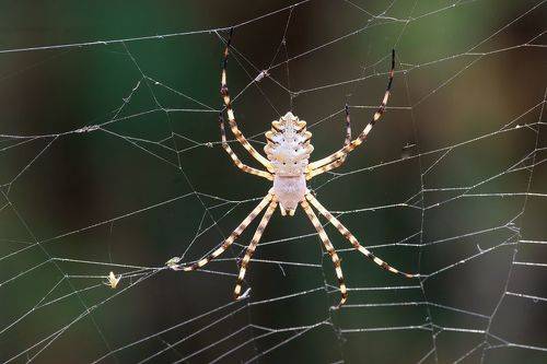 Argiope lobata
