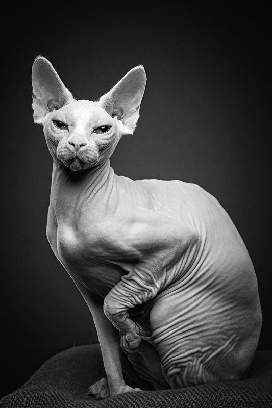 Mimiza фото превью