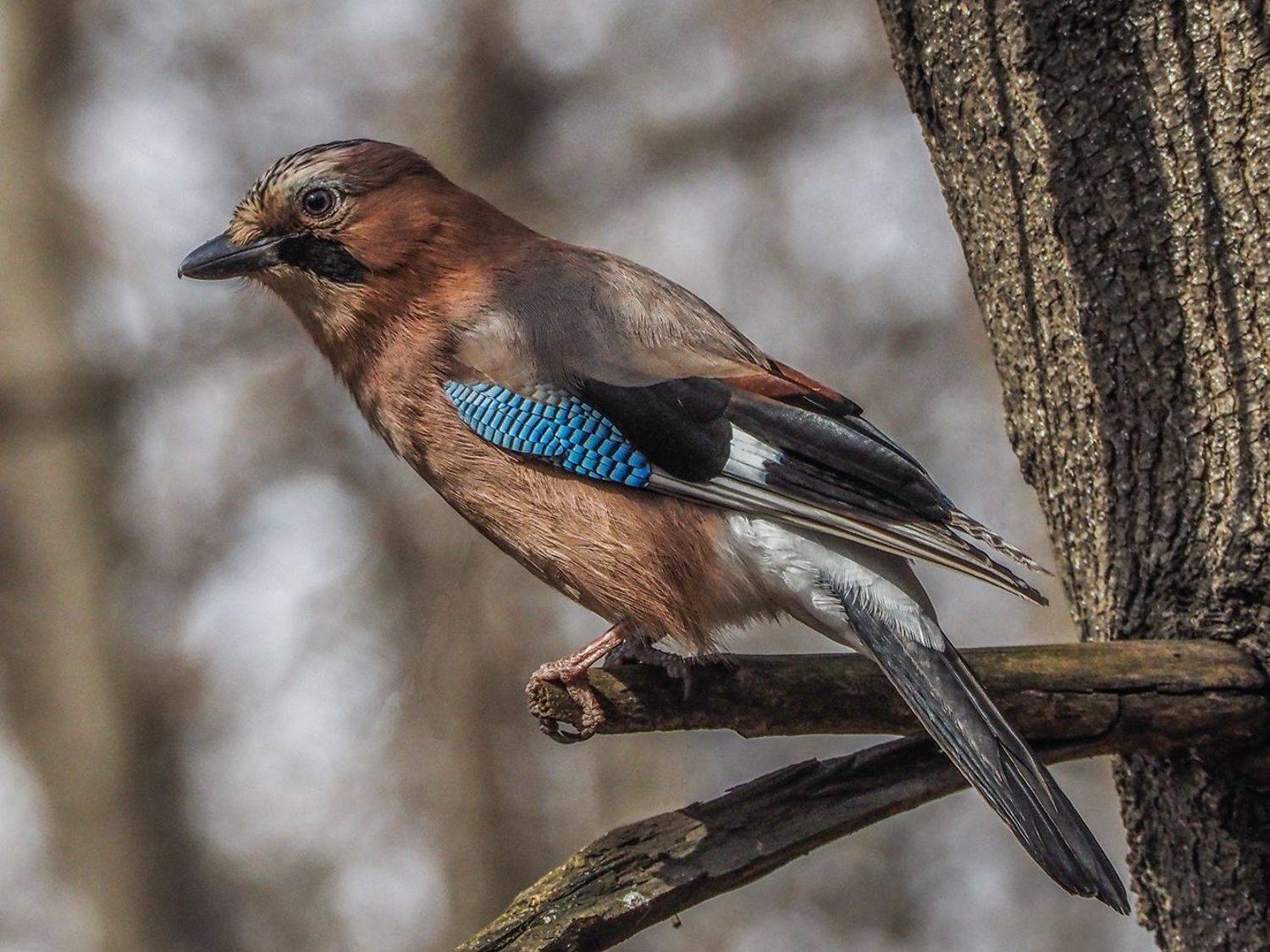 , Духанин Сергей