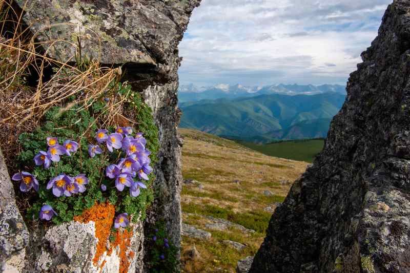 лжеводосбор, саяны Лжеводосбор в Саянах фото превью