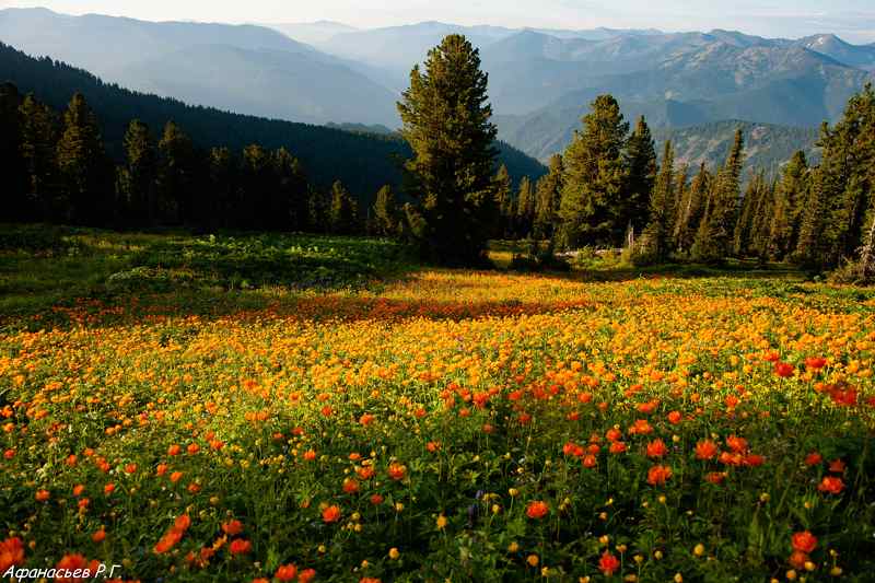 Жарки фото превью