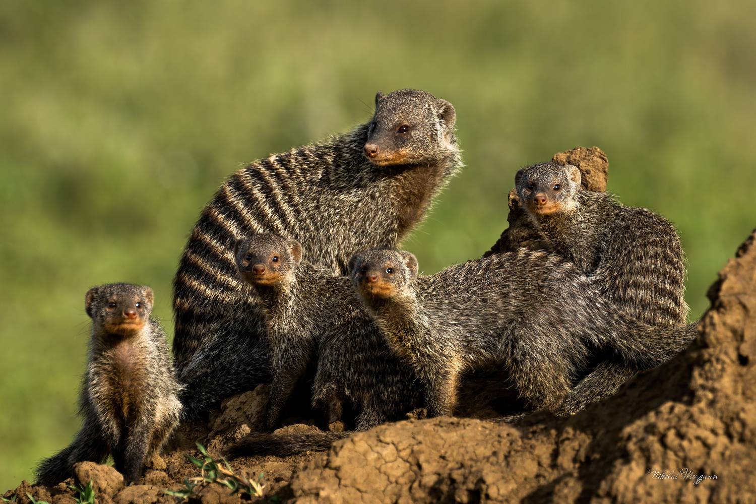 , Николай Мозгунов