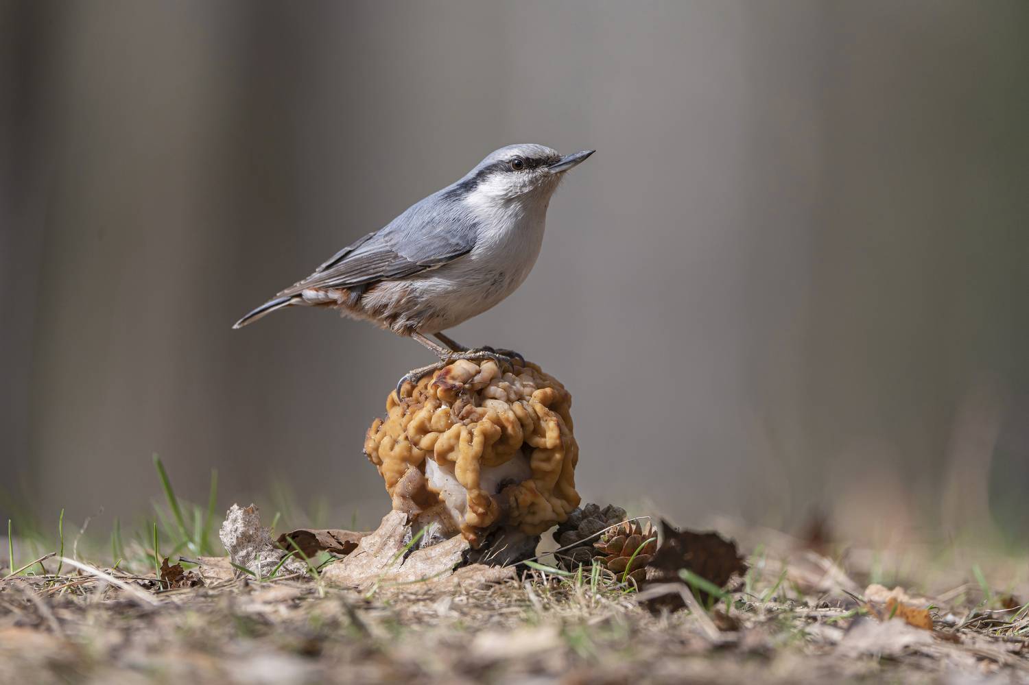 птицы,природа, весна, Андрей Киселёв