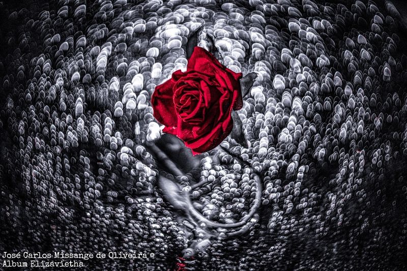 Rose Helios40 bw Кровавая Роза фото превью