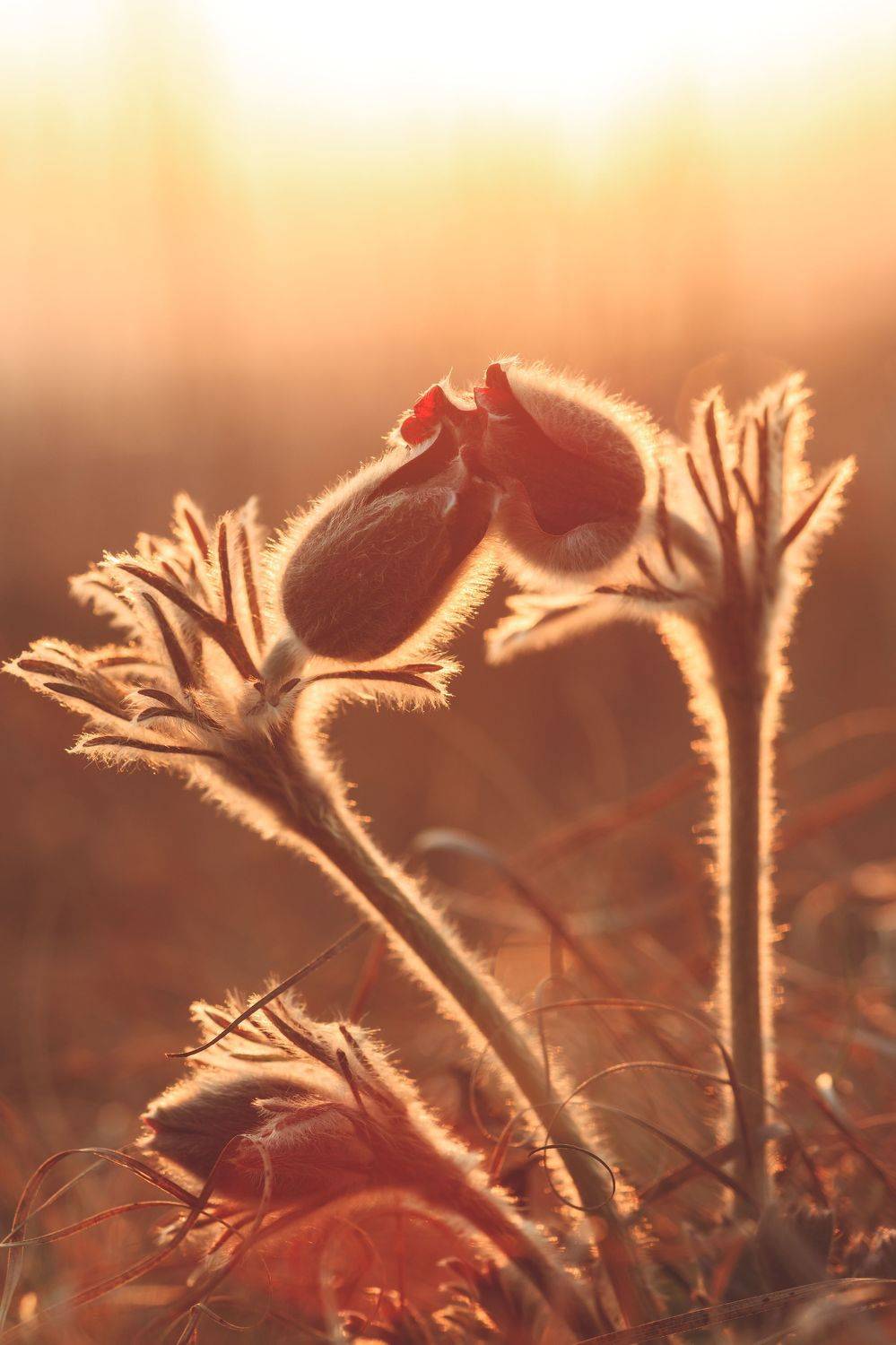 , Сигида Дмитрий