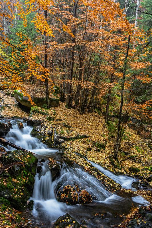 nature autumn vertical river The colors of Autumn2 фото превью