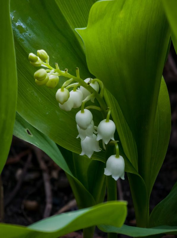 Цветок фото превью