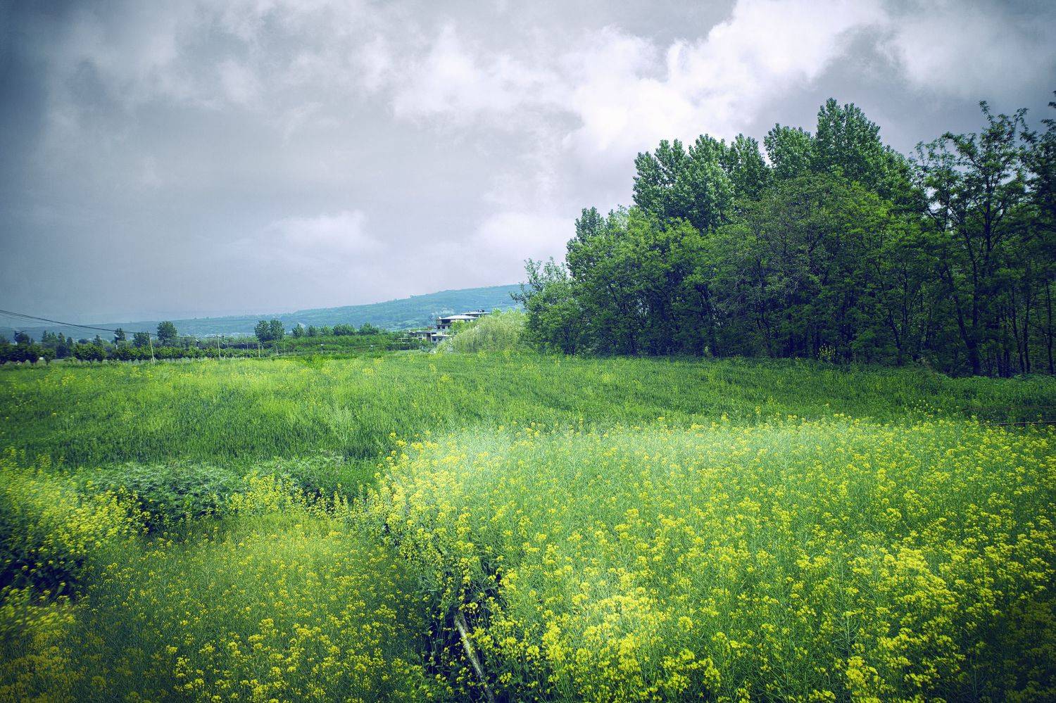 春日 田园 南山, 吴 微雨墨烟鸿