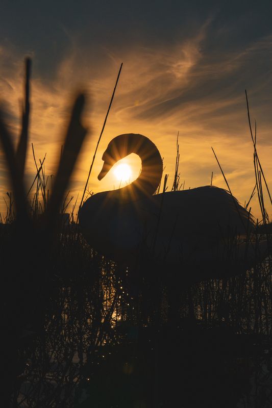 Жар-птица фото превью