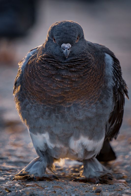 Семки есть? А если найду... фото превью
