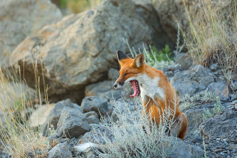 *** фото превью