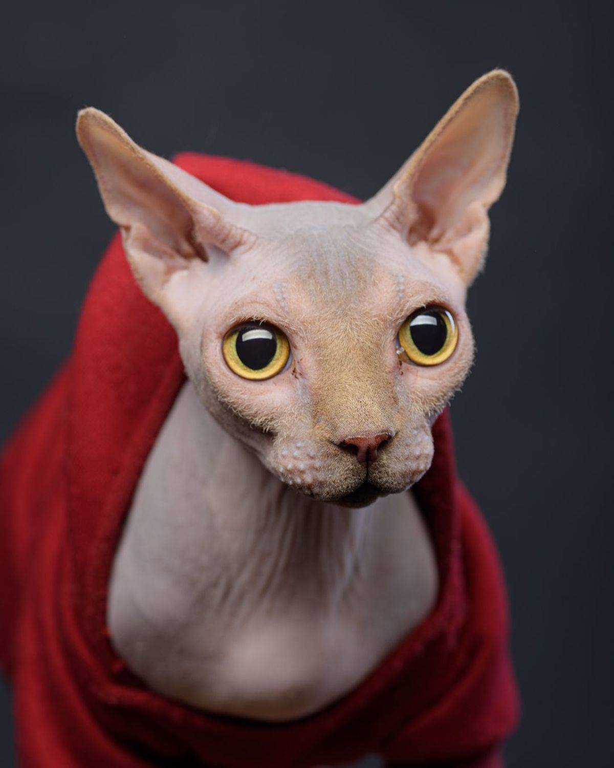 кот, сфинкс, портрет кота, Булычев Анатолий