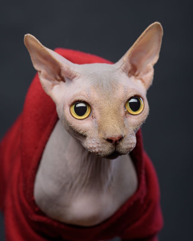 кот, сфинкс, портрет кота Кот Люцифер фото превью