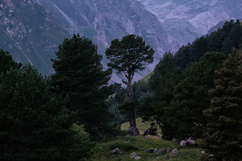 дерево, сосна, лес, forest, tree, landscape Модная прическа фото превью