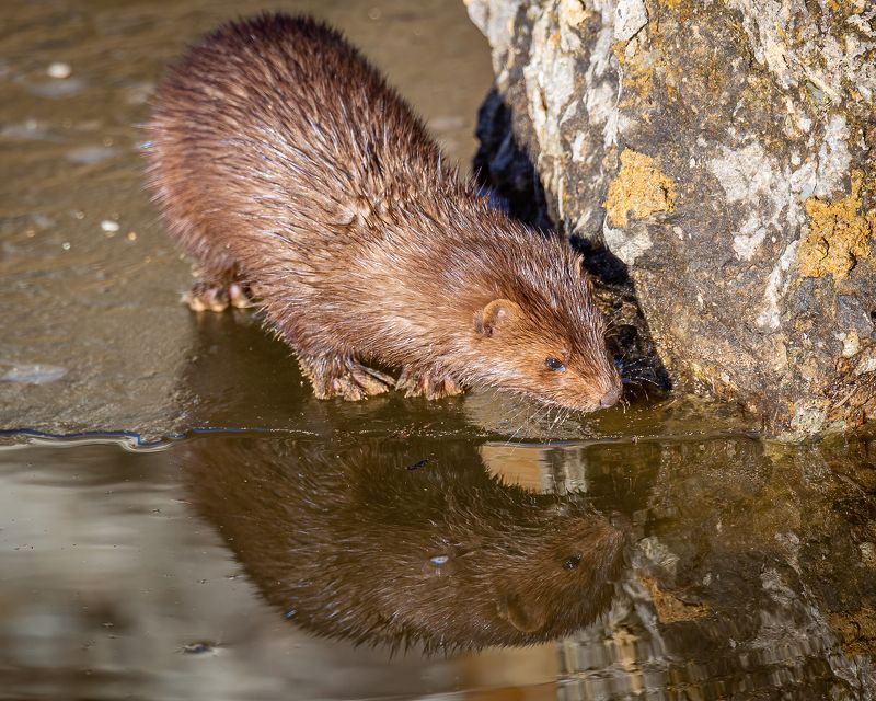 американская норка Перед погружением фото превью