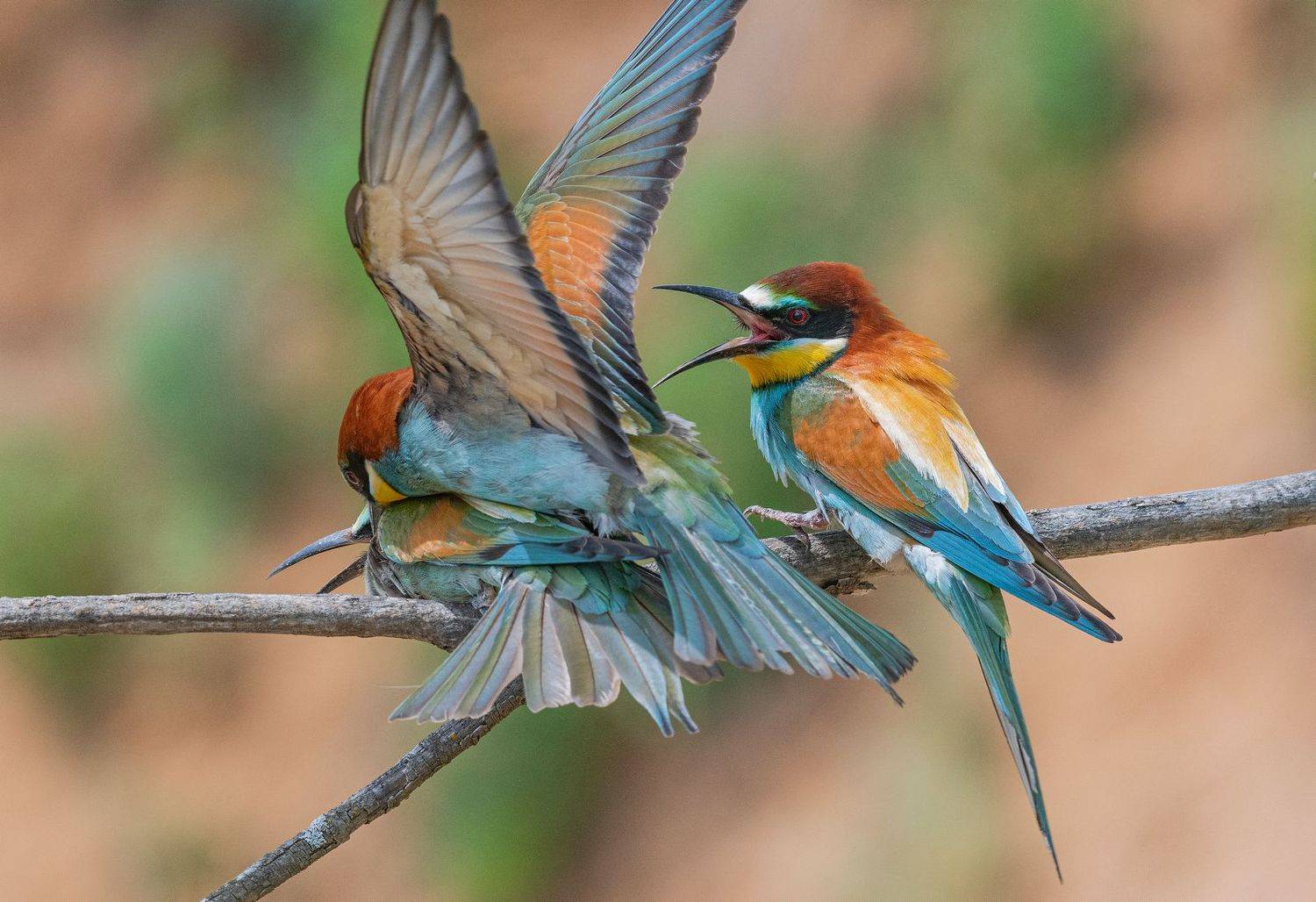 , Руслан Сигушин