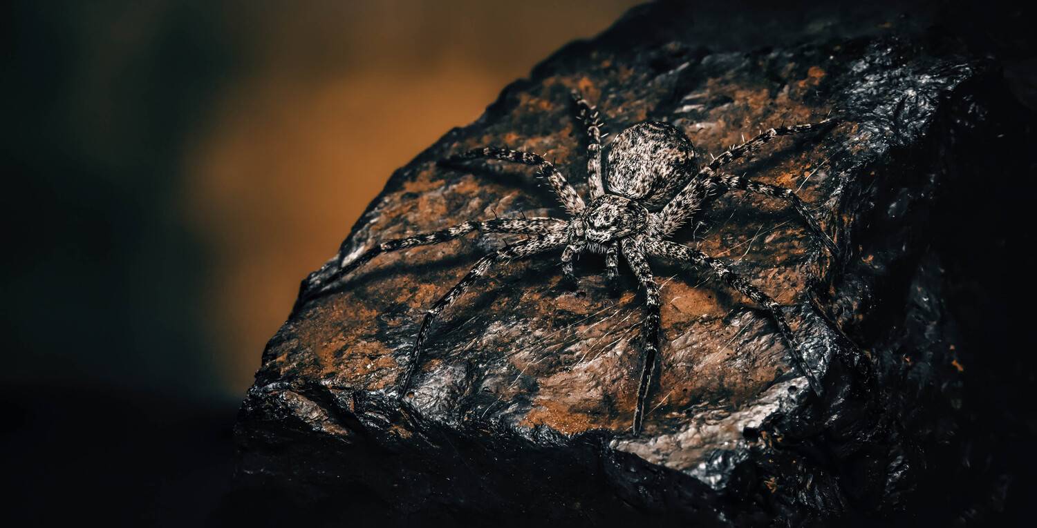 spider, running_spider, spiderlovers, nature, arachnid, arachnology, macrophoto, macro,, Stephane