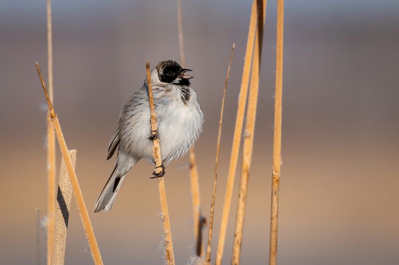 Тростниковая овсянка фото превью