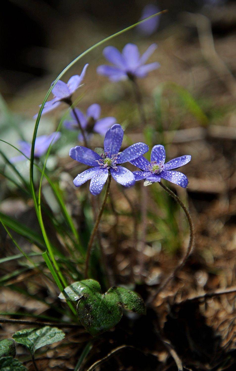 , Васильева Дарья