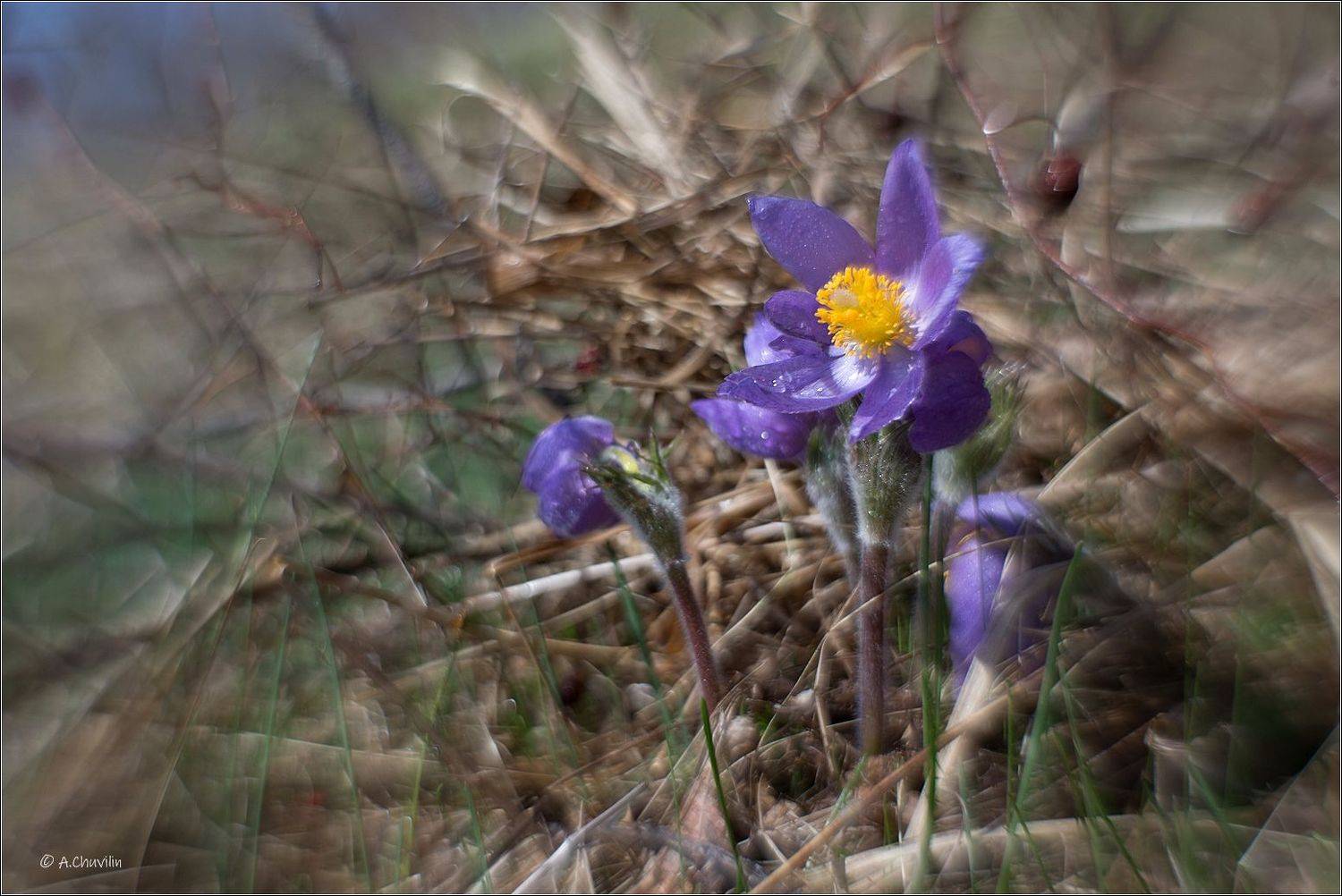 сон,трава,прострел, Александр Чувилин