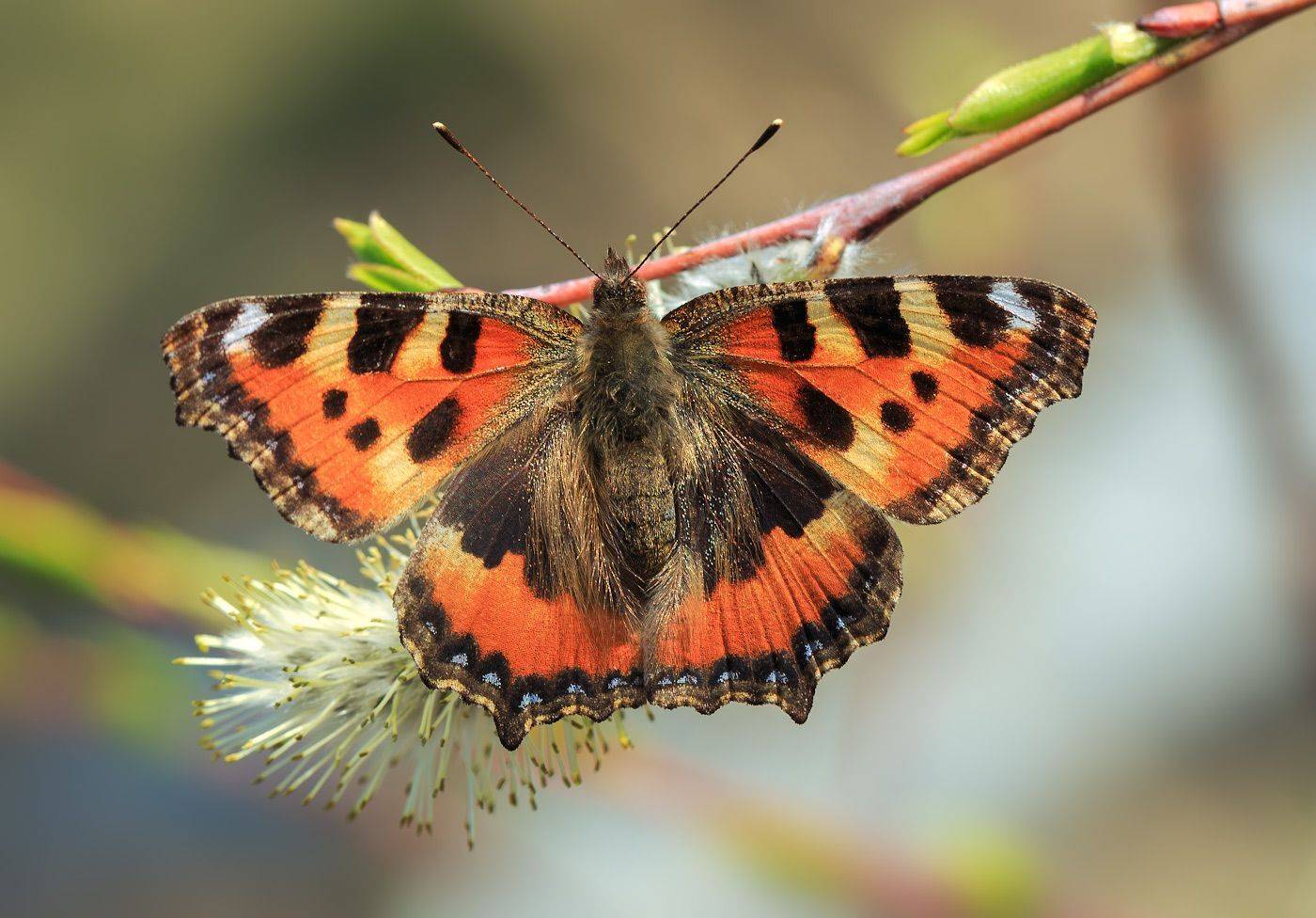 насекомые, бабочка,нимфалида, крапивница, весна, апрель, Борис Новиков