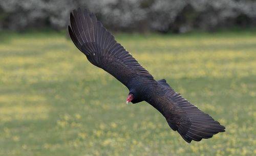 Turkey Vulture