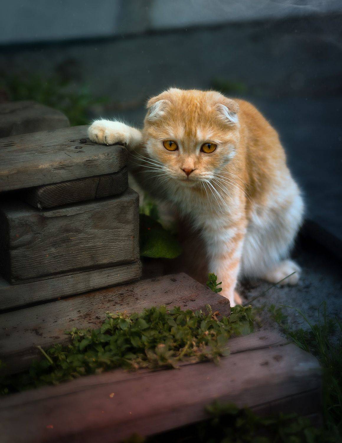 кошки, природа, животные, лето, деревня, Viktor Kholudeyev