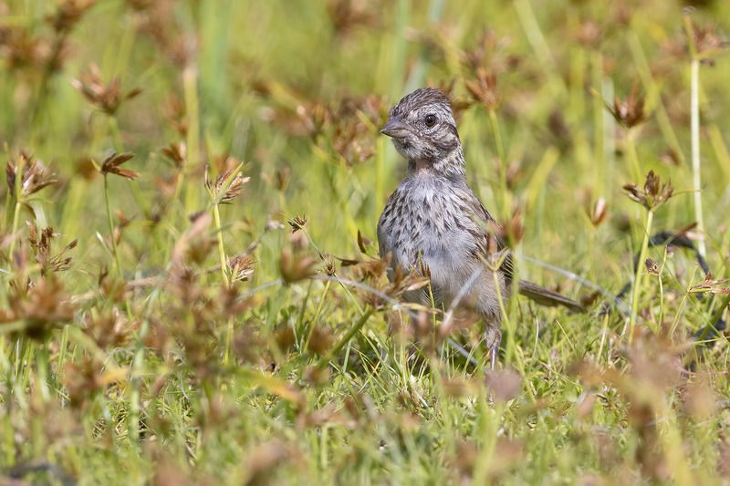 птицы, уругвай *** фото превью