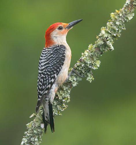 Red-bellied Woodpecker male -Каролинский меланерпес