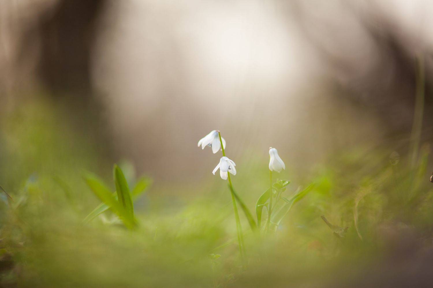 , Викулов Николай