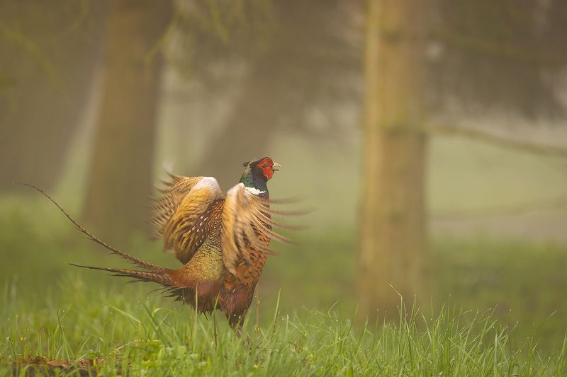 Pheasant фото превью