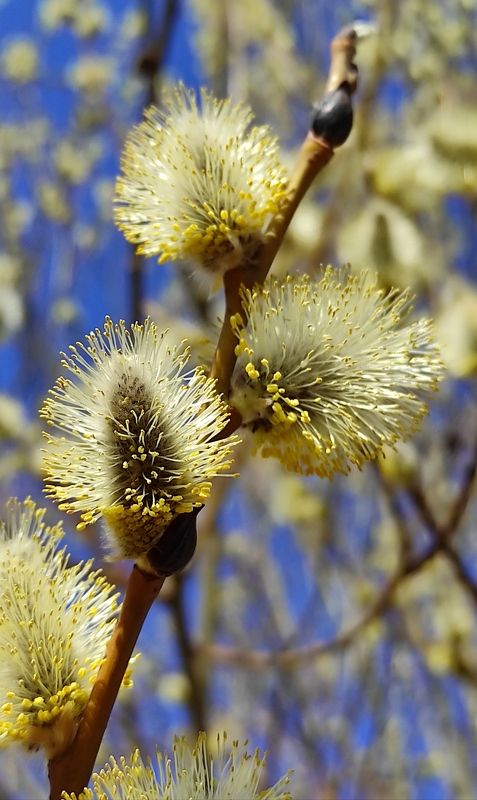 Маленькие солнышки фото превью
