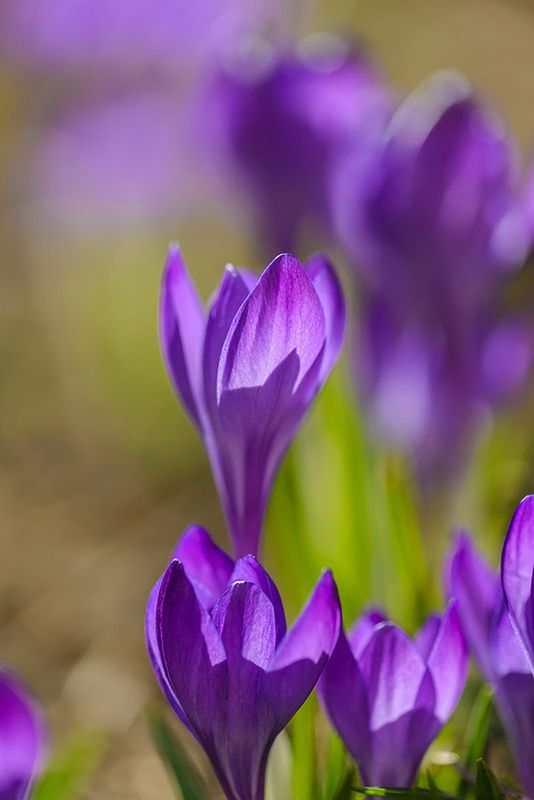 Шафран фото превью