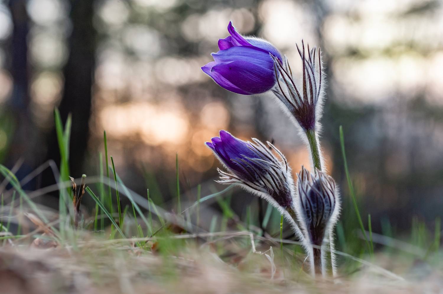 , Роман Зайцев