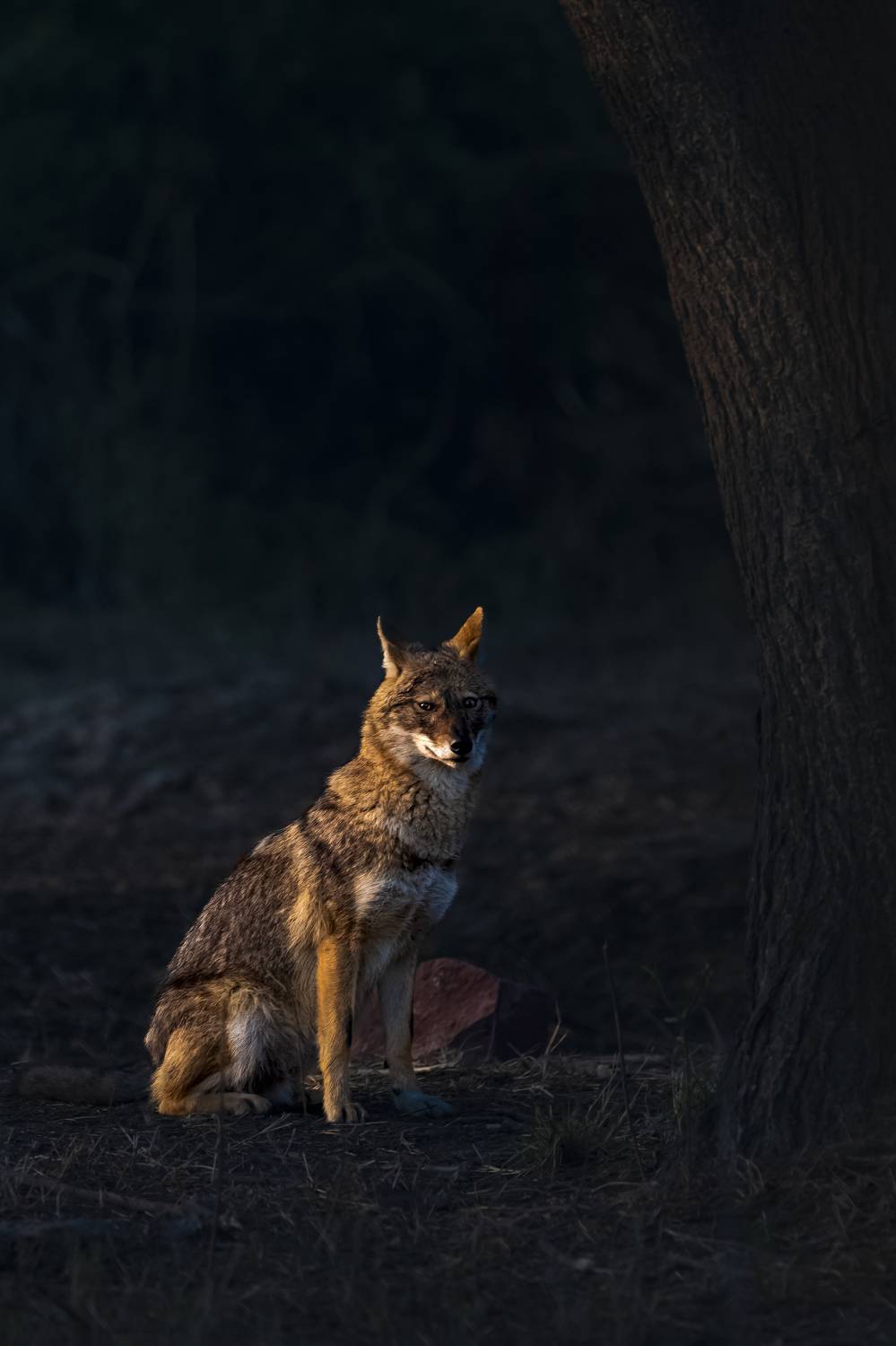 #birdphotography	 #birdsofinstagram	 #wildlifephotography	 #birds	 #naturephotography	 #bird	 #nature	 #wildlife	 #photography	 #birdwatching	 #natgeo	 #photooftheday	 #nikon	 #birding	 #naturelovers	 #canon	 #animals	 #birdlovers	 #travel	 #love	 #bestbi, Diganta Roy
