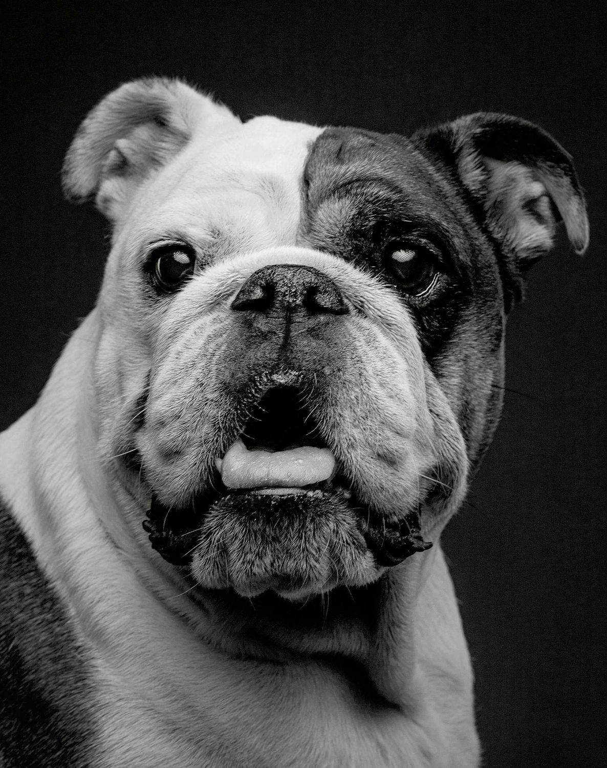 портрет, собака, бульдог, Дёгтев Евгений