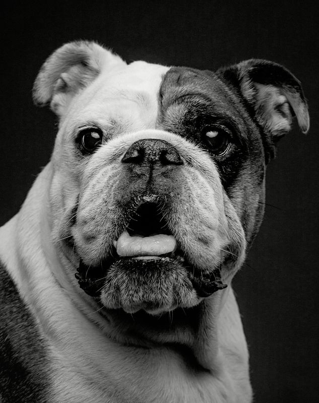 портрет, собака, бульдог Боня фото превью