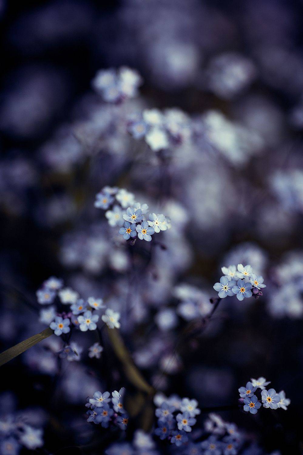 , Лисаускас Илья