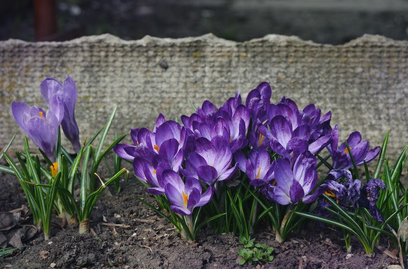 крокусы, цветы, весенние цветы, шафран  фото превью