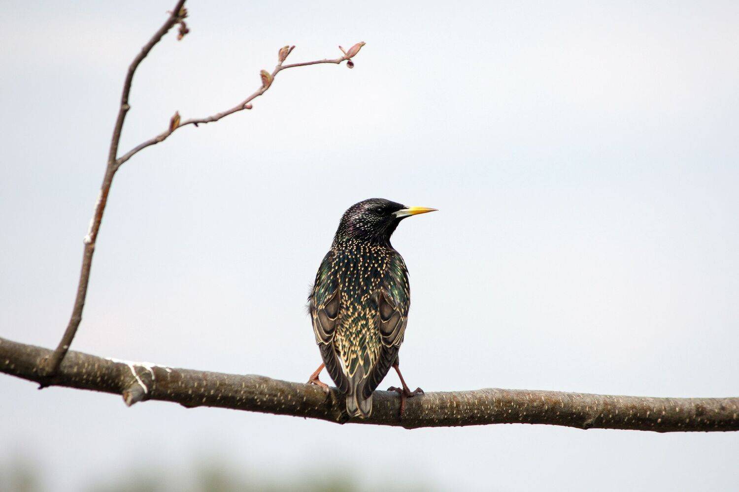 скворец, КарОл