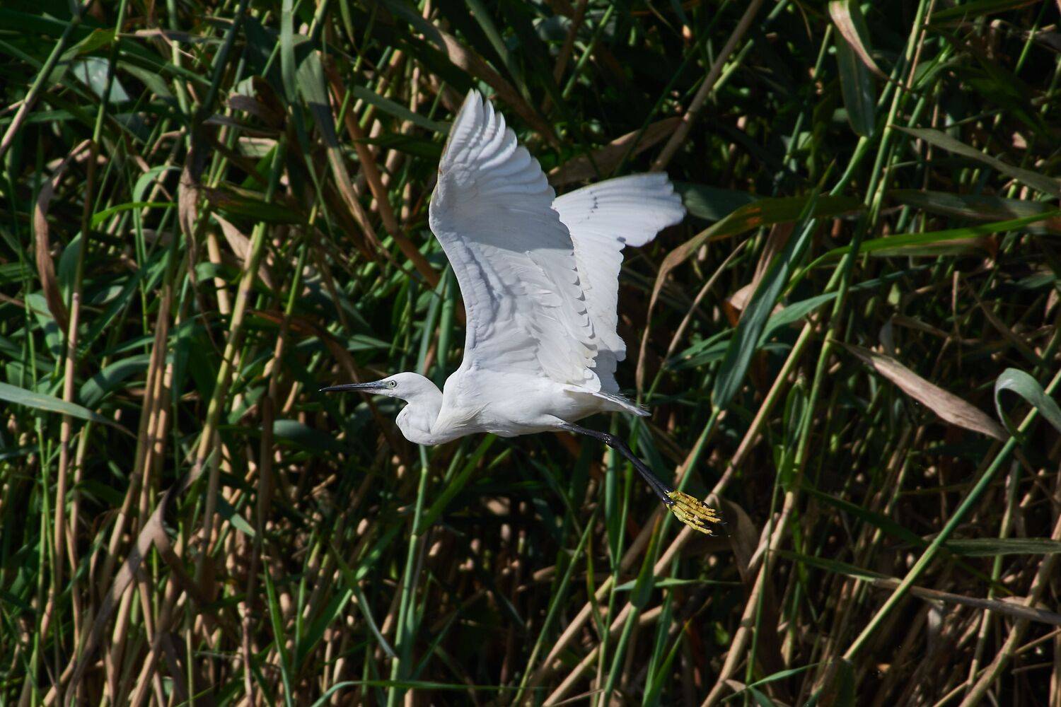 volgograd, russia, wildlife, Egretta garzetta, , Сторчилов Павел
