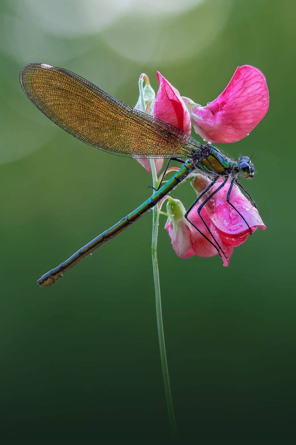 , Кузнецов Дмитрий