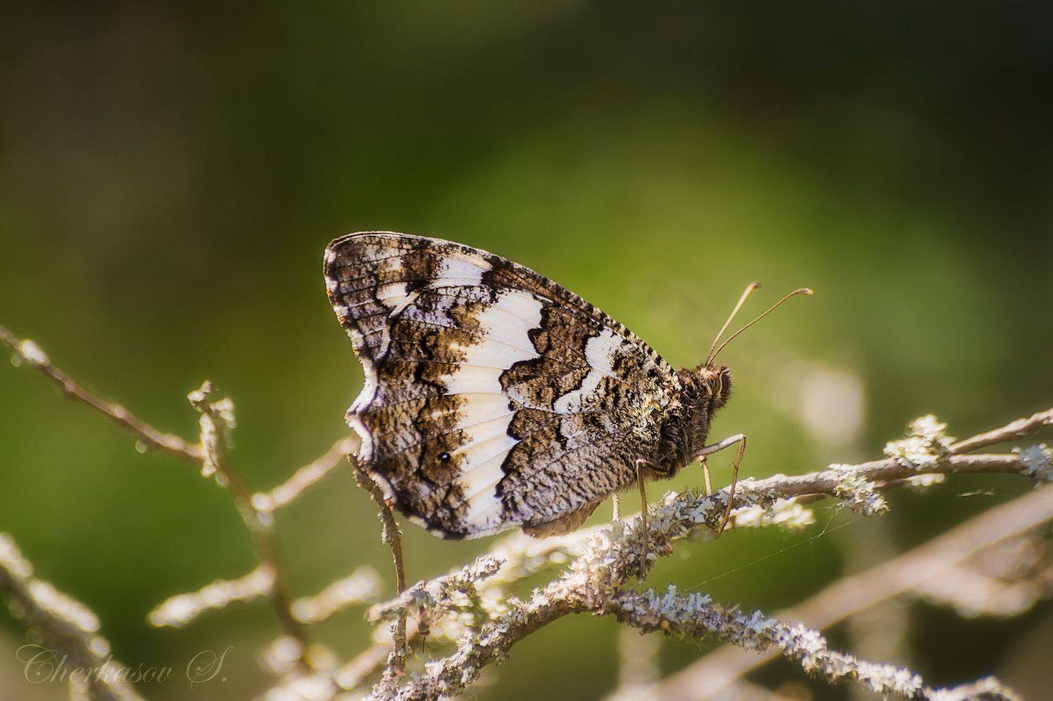 крым, бабочка,, Черкасов Сергей