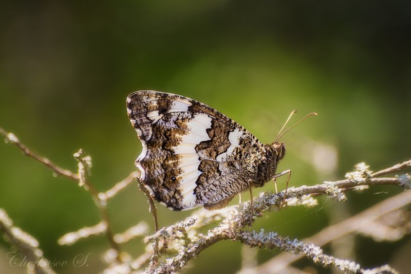 Цирцея фото превью