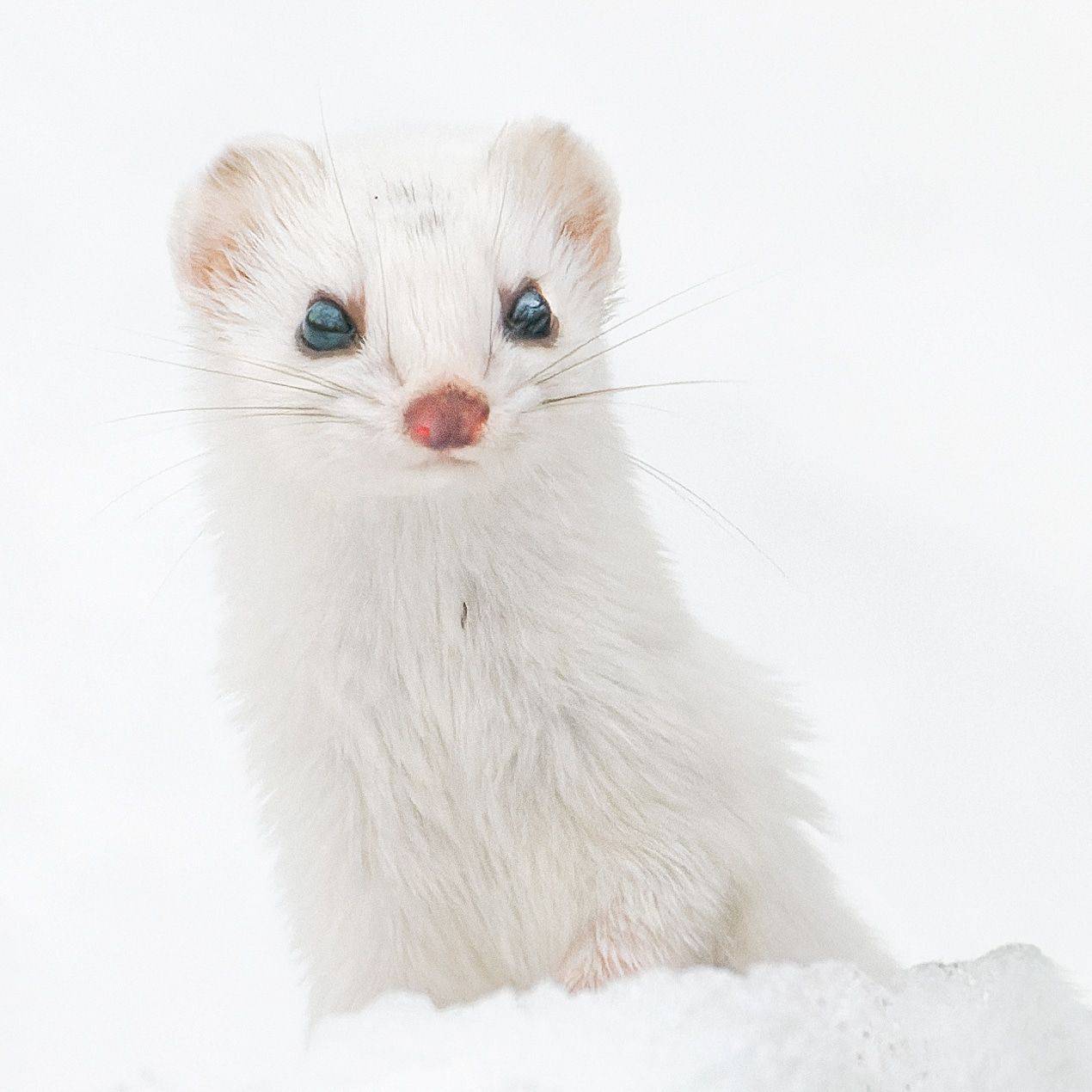 Ласка, лосиный остров, зверь, фото охота , Никон Александр