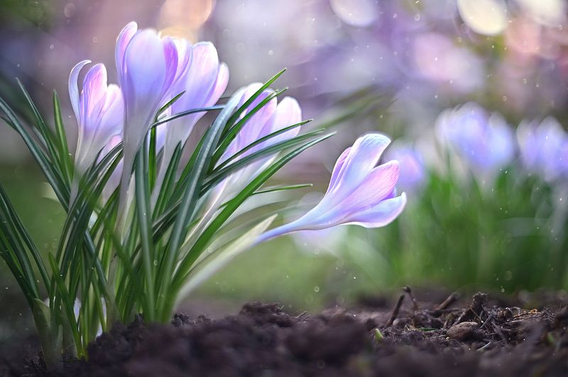 крокусы, весна, цветы, макро Крокусы фото превью